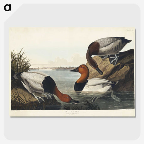 3-42_John-James-Audubon_picture-crop