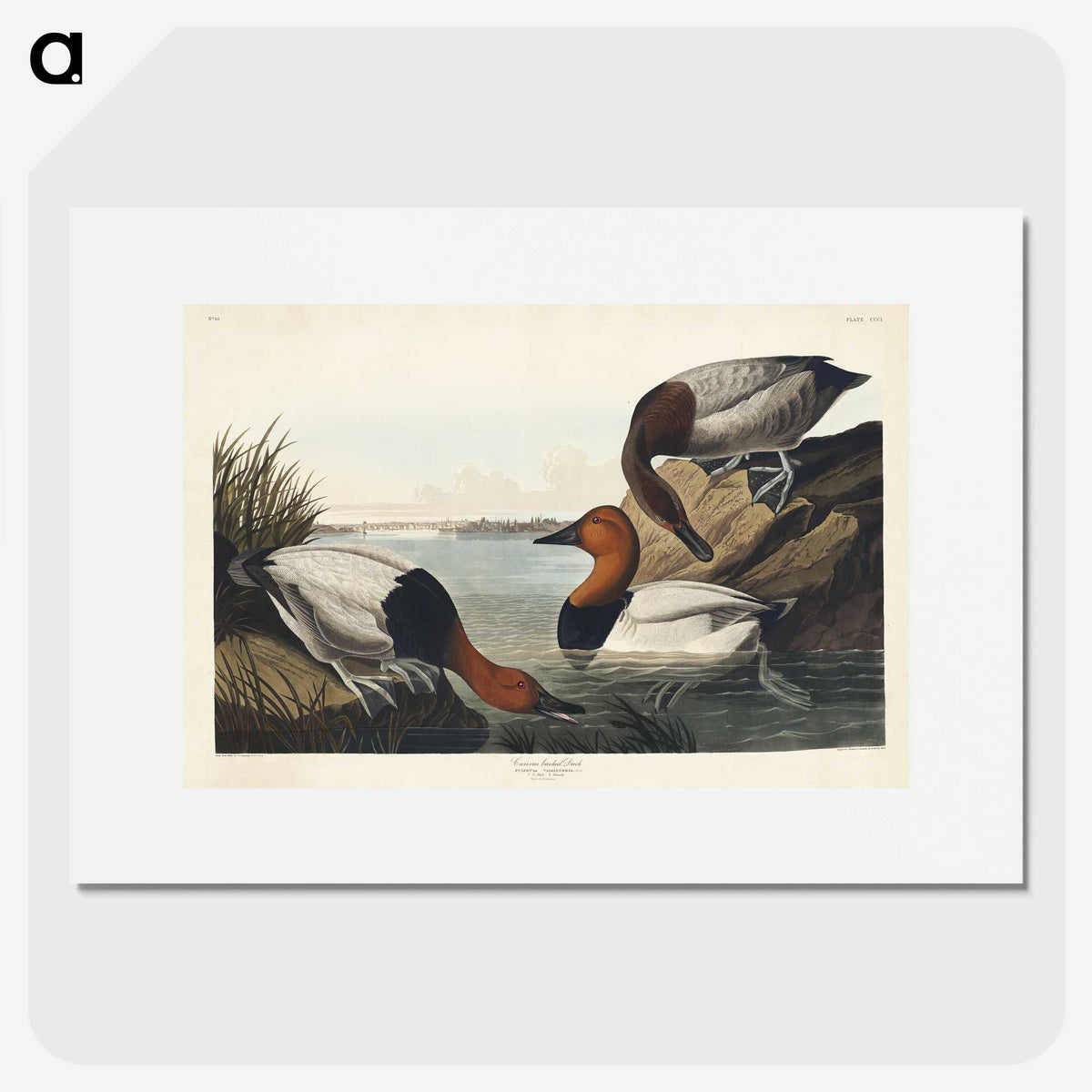 3-42_John-James-Audubon_picture