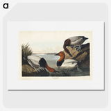 3-42_John-James-Audubon_picture