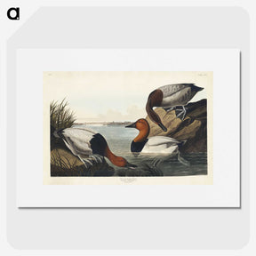 3-42_John-James-Audubon_picture