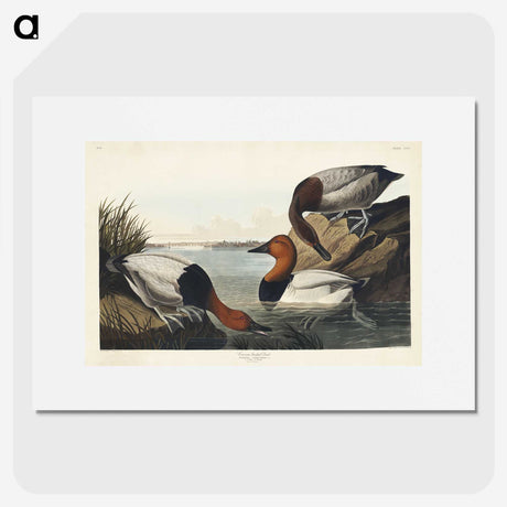 3-42_John-James-Audubon_picture