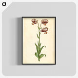 3-42_Maria-Sibylla-Merian_blk-crop