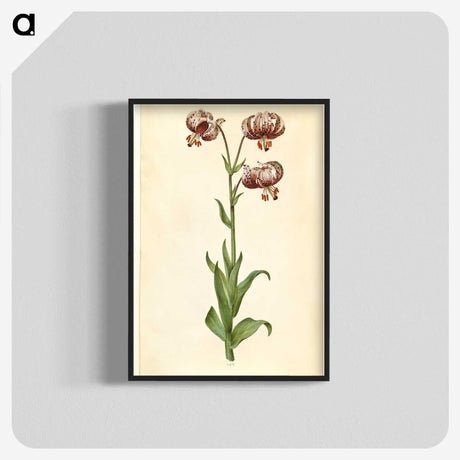 3-42_Maria-Sibylla-Merian_blk-crop