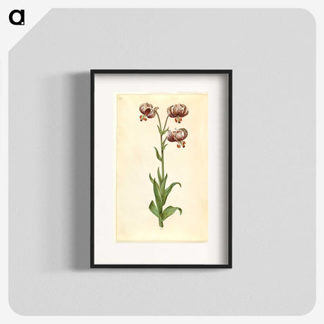 3-42_Maria-Sibylla-Merian_blk