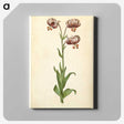 3-42_Maria-Sibylla-Merian_canvas