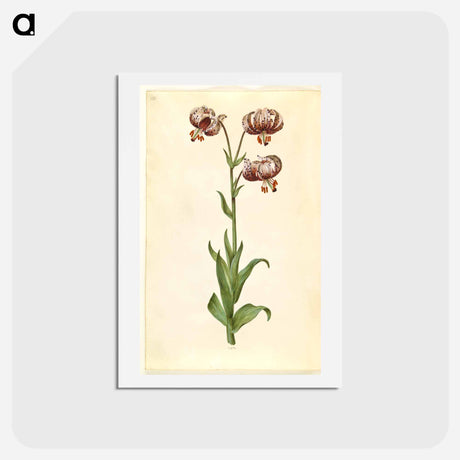 アートポストカード-Lilium Martagon
 - マリア ジビーラ メーリアン Postcard.