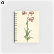 3-42_Maria-Sibylla-Merian_memo