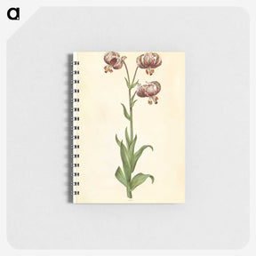 3-42_Maria-Sibylla-Merian_memo
