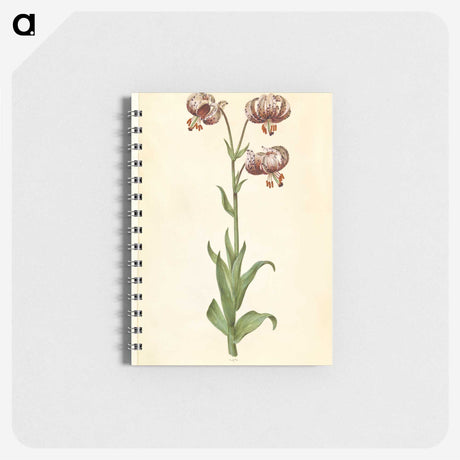 3-42_Maria-Sibylla-Merian_memo