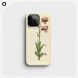 3-42_Maria-Sibylla-Merian_phone