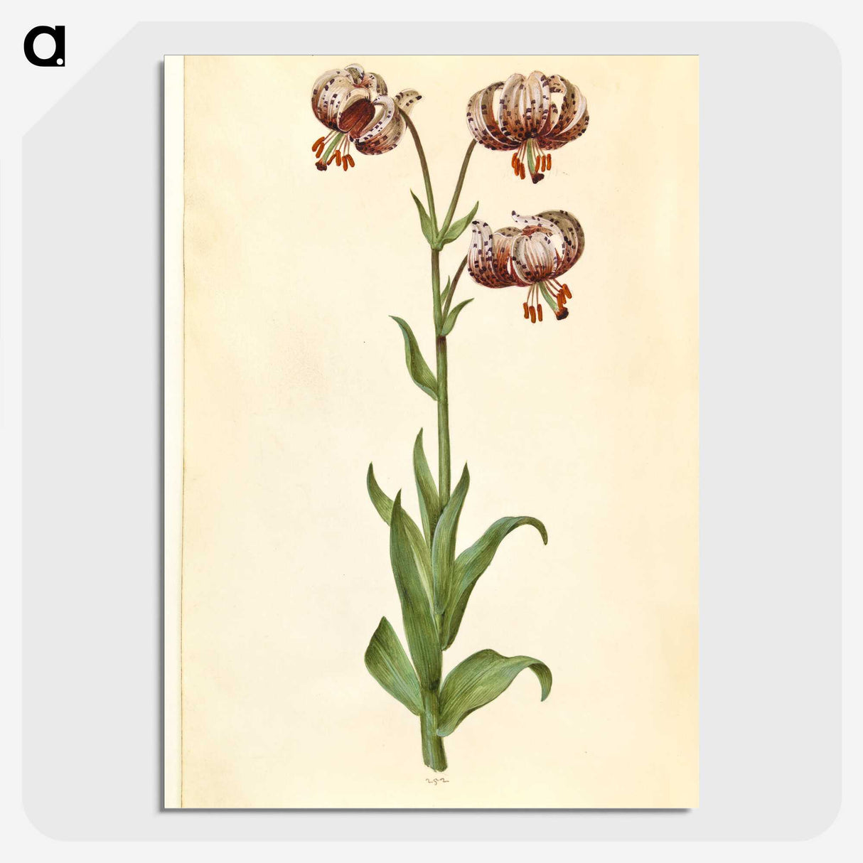 3-42_Maria-Sibylla-Merian_picture-crop