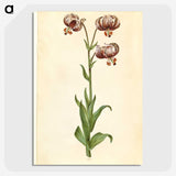 3-42_Maria-Sibylla-Merian_picture-crop