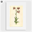 3-42_Maria-Sibylla-Merian_picture