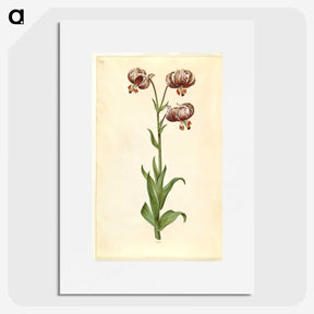 3-42_Maria-Sibylla-Merian_picture