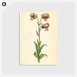 3-42_Maria-Sibylla-Merian_postcard