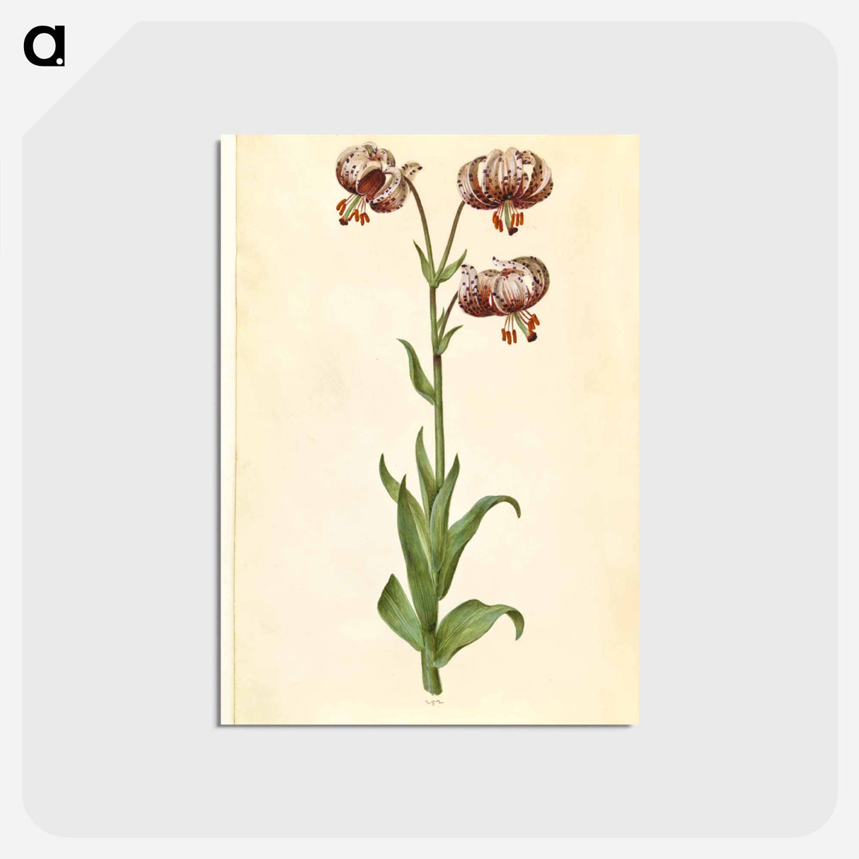 アートポストカード-Lilium Martagon
 - マリア ジビーラ メーリアン Postcard.