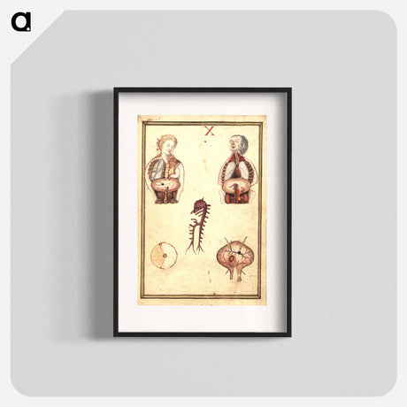 アートポスター-Anatomical Study of Flayed Chests
 - 国立医学図書館 Poster.