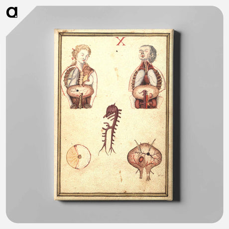 アートパネル-Anatomical Study of Flayed Chests
 - 国立医学図書館 Canvas.