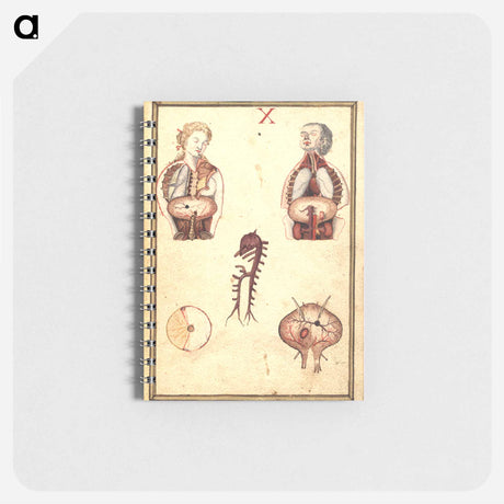 アートメモ帳-Anatomical Study of Flayed Chests
 - 国立医学図書館 Memo.