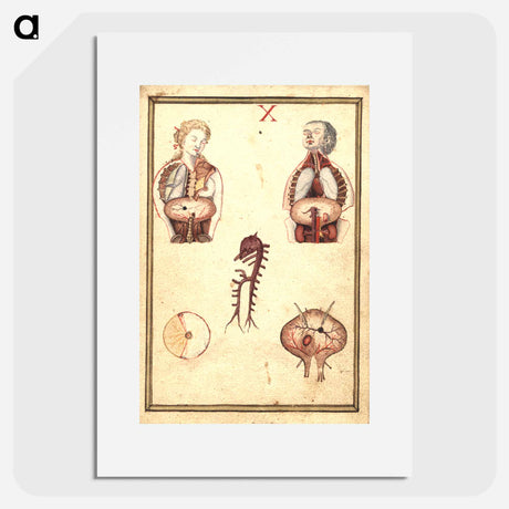 アートポスター-Anatomical Study of Flayed Chests
 - 国立医学図書館 Poster.