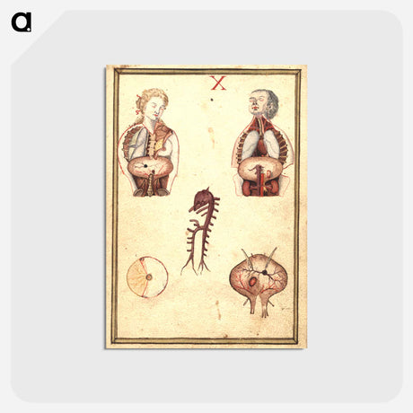 アートポストカード-Anatomical Study of Flayed Chests
 - 国立医学図書館 Postcard.