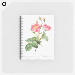 アートメモ帳-Rosa centifolia anemonoides - ピエール ジョゼフ ルドゥーテ Memo.
