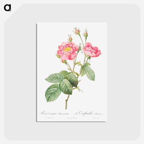 アートポストカード-Rosa centifolia anemonoides - ピエール ジョゼフ ルドゥーテ Postcard.
