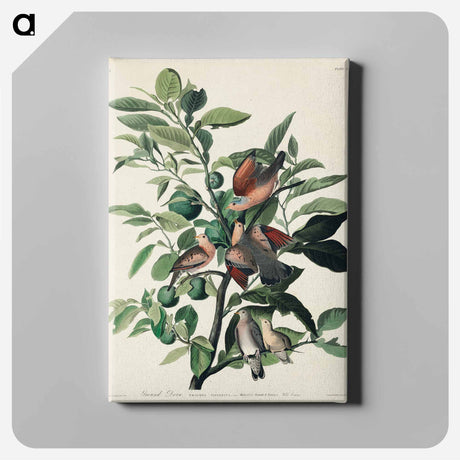 アートパネル-Ground Dove from Birds of America
 - アメリカの鳥たち Canvas.