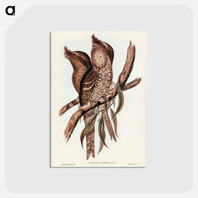 アートポストカード-Plumed Podargus
 - オーストラリアの鳥 Postcard.