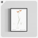 3-42_The-Lilies_blk-crop