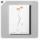 3-42_The-Lilies_canvas