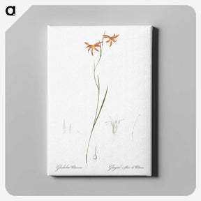 3-42_The-Lilies_canvas