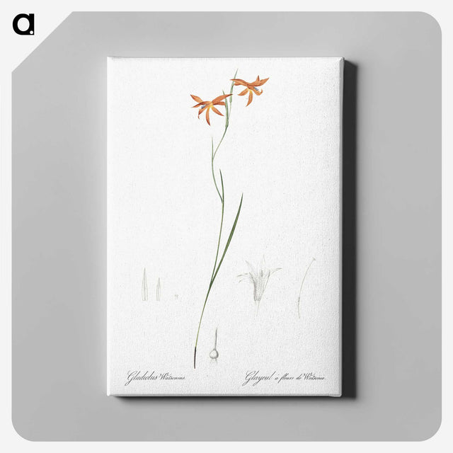 3-42_The-Lilies_canvas