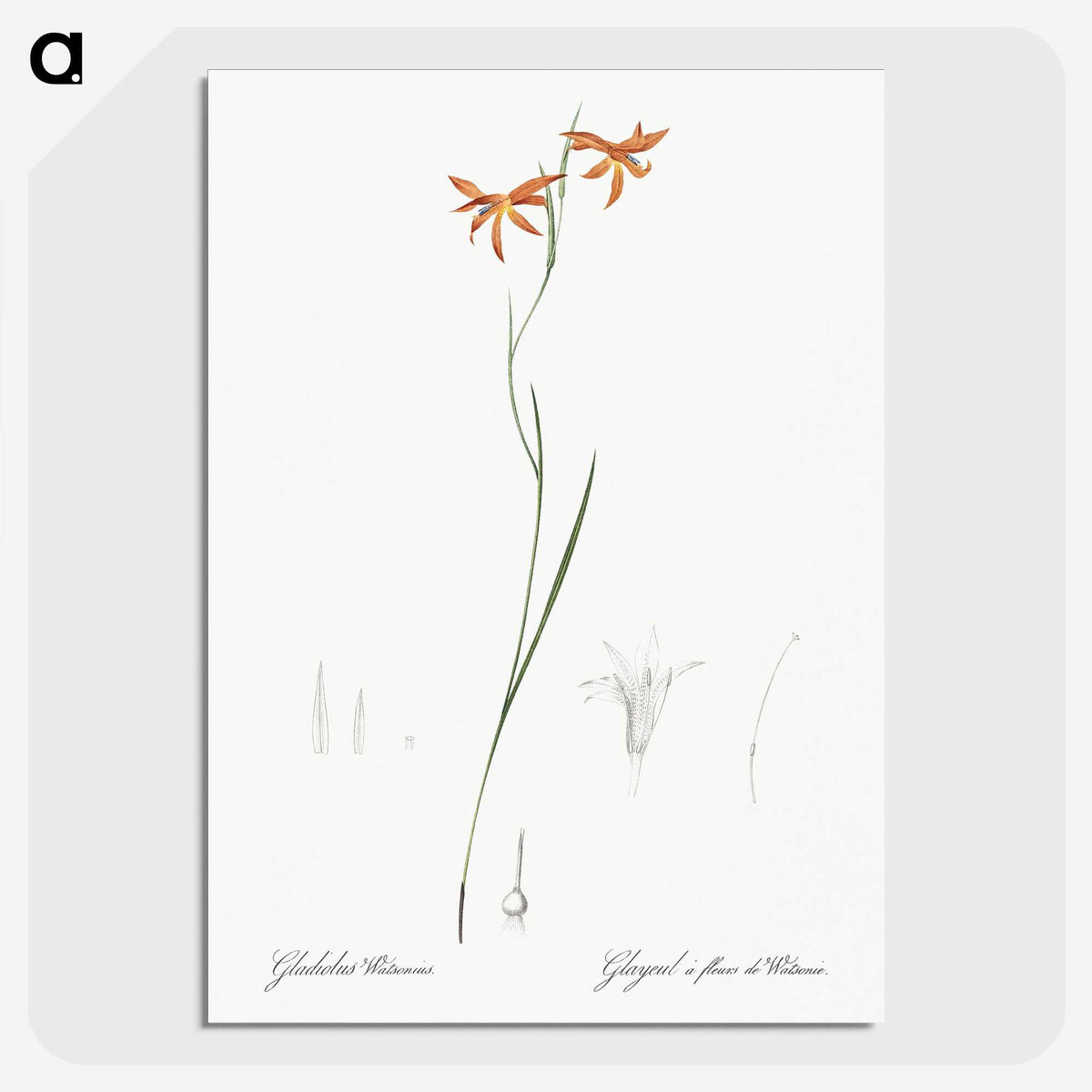 3-42_The-Lilies_picture-crop