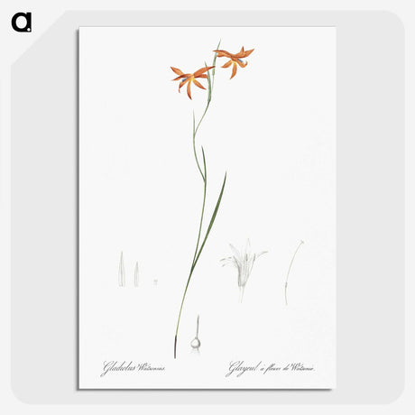 3-42_The-Lilies_picture-crop