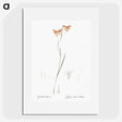 3-42_The-Lilies_picture