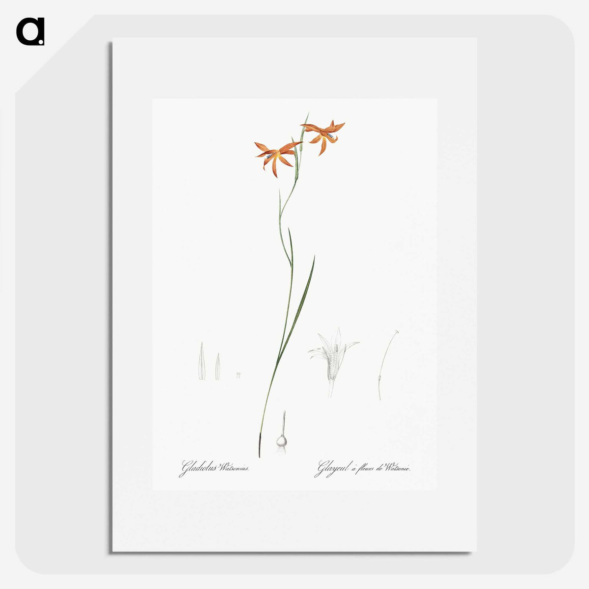 3-42_The-Lilies_picture