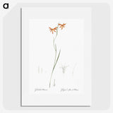 3-42_The-Lilies_picture