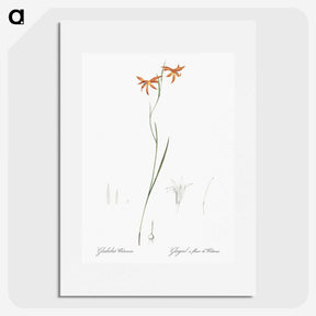 3-42_The-Lilies_picture