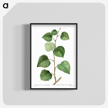 3-42_Treatise-on-Trees-and-Shrubs_blk-crop