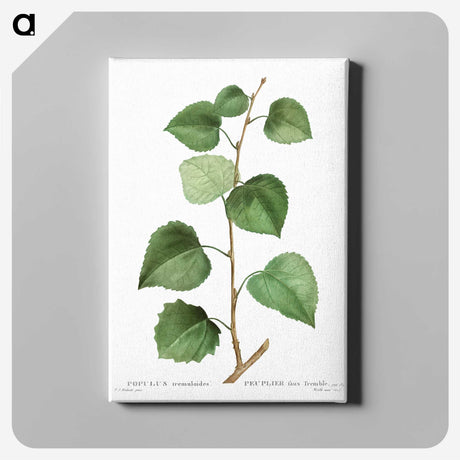 3-42_Treatise-on-Trees-and-Shrubs_canvas