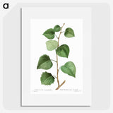 3-42_Treatise-on-Trees-and-Shrubs_picture