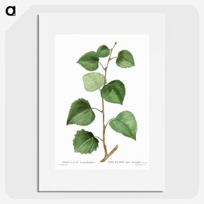 3-42_Treatise-on-Trees-and-Shrubs_picture