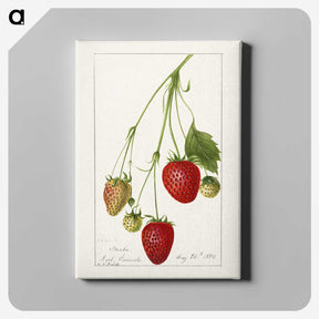 3-42_USDA-Watercolor-Fruit-Painting-Collection_canvas
