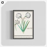 3-43_Anselmus-Boetius-de-Boodt_blk-crop