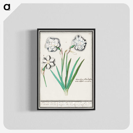 3-43_Anselmus-Boetius-de-Boodt_blk-crop