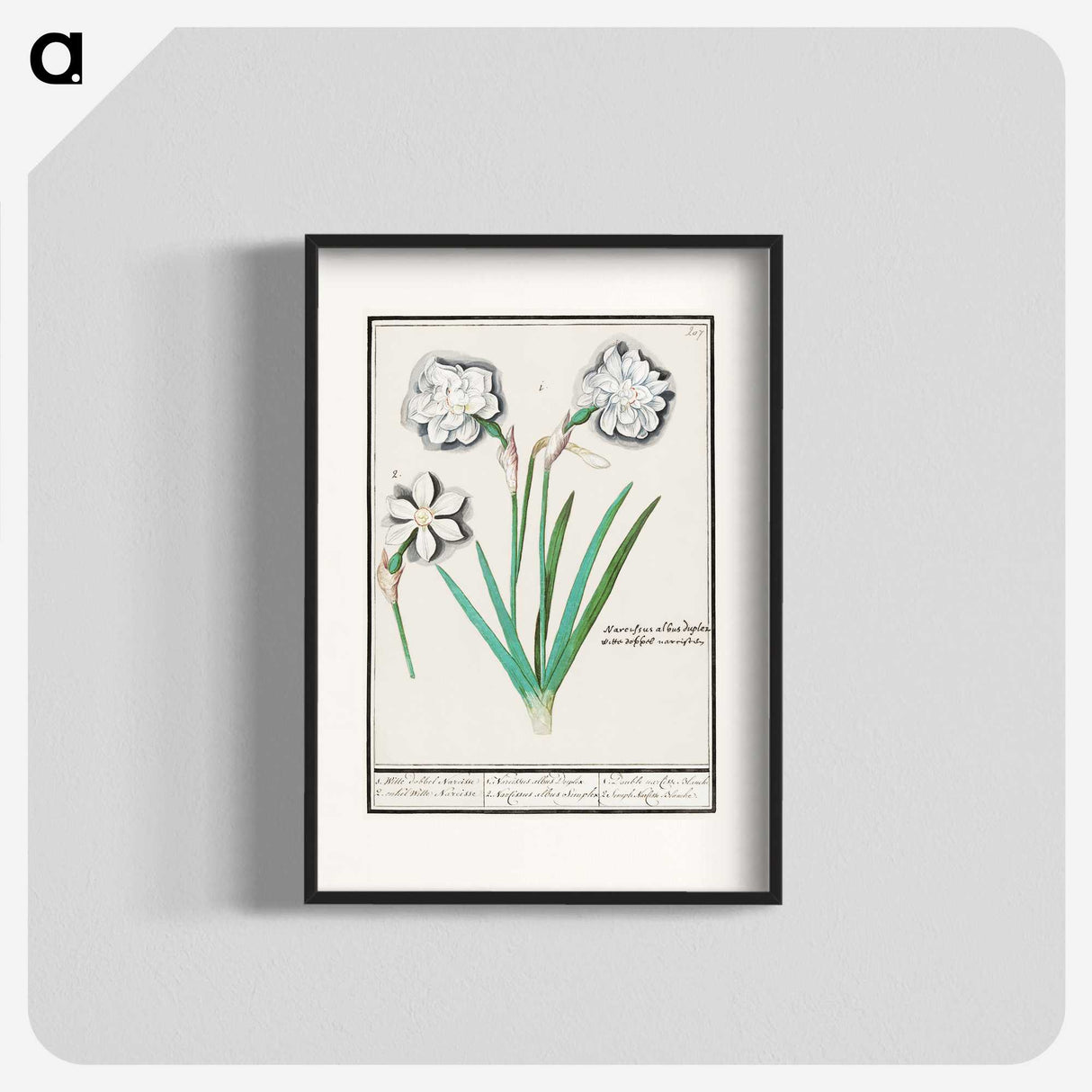 3-43_Anselmus-Boetius-de-Boodt_blk