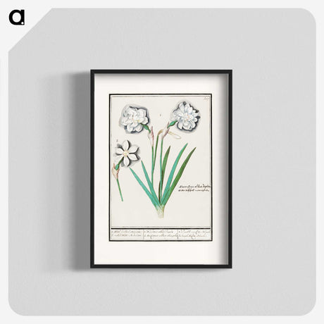 3-43_Anselmus-Boetius-de-Boodt_blk