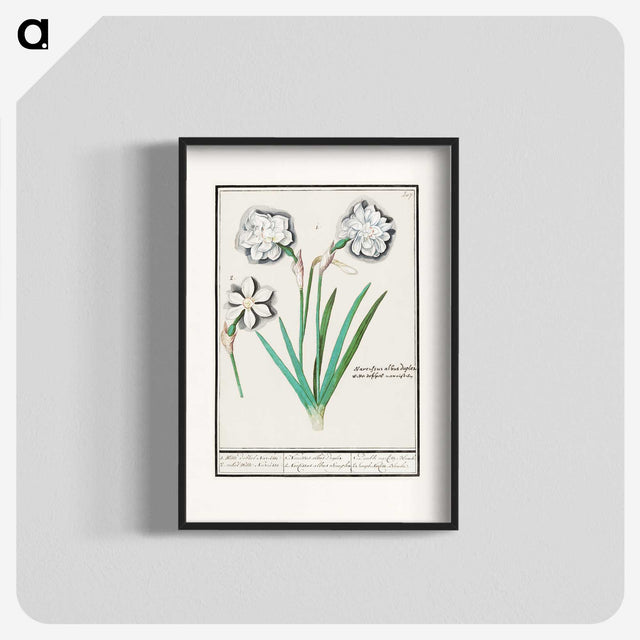 3-43_Anselmus-Boetius-de-Boodt_blk