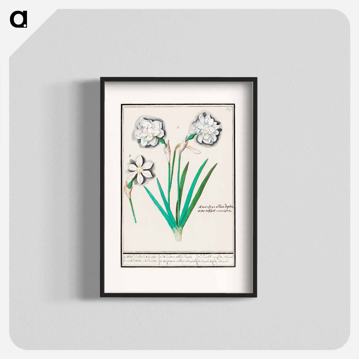 White daffodil, Narcissus - アンセルムス ボエティウス デ ブート Poster.